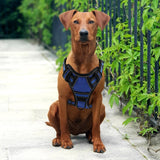 Free-Motion Dog Harness